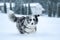 Running australian shepherd during winter