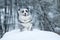 Running australian shepherd during winter