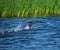 Running away bird duck on surface of water