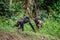Running away Bonobo.