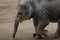 Running baby elephant