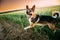 Running Barking Angry Mixed Breed Dog In Road Through Field