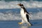 Running on the beach. Penguin in the ocean water. Gentoo penguin jumps out of the blue water while swimming through the ocean in F