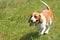 Running Beagle