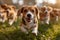 Running beagle dogs run on the green grass in summer