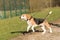 Running beagle in a garden