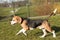 Running beagle in a garden