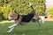 Running beagle in a garden