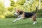 Running beagle in a garden