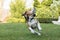 Running beagle in a garden