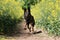 Running belgian shepherd