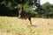 Running belgian shepherd