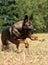 Running belgian shepherd on a field