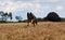 Running belgian shepherd on a field