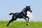 Running black foal in summer field