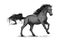 Running black horse for equestrian sport