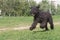 Running black terrier