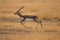 Running Blackbuck