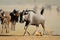 Running blue wildebeest - Kalahari desert