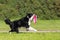 Running border collie