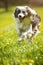 Running border collie dog in a dandelion meadow