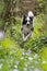 Running border collie dog in a spring garden