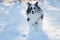 Running border collie dog in winter landscape