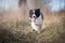 Running border collie puppy in winter time