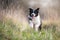 Running border collie puppy in winter time