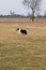 A running border collie sheperd is retrieving a dumbbell during an obedience exercise