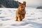 Running briard puppy with fluttering ears on snow.