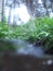 Running brook in the forest