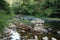 Running brook with stones and trees