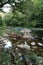 Running brook with stones and trees