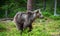 Running brown bear cub in summer forest. Motion blur.