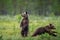 Running brown bear cub in summer forest. Motion blur.