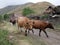 Running brown cows captured in wild farm in Georgia