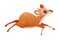 Running Brown Dik-dik as African Small Antelope with Horns Vector Illustration