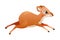 Running Brown Dik-dik as African Small Antelope with Horns Vector Illustration