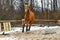 Running brown horse in corral