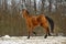 Running brown horse in corral