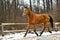 Running brown horse in corral