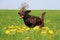 Running brown labrador in the garden