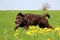 Running brown labrador in the garden