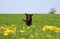 Running brown labrador in the garden