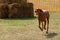 Running Brown Pointer dog, with collar, fetching yellow ball in park