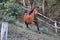 Running brown quarter horse