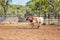 A Running Calf At an Australian Country Rodeo