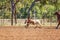 A Running Calf At an Australian Country Rodeo