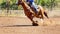 A Running Calf At an Australian Country Rodeo